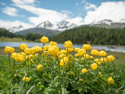 Engadine region in Switzerland, flowers in Summer