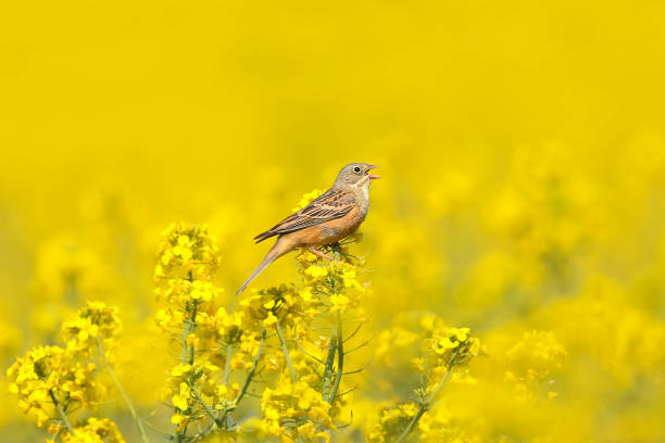 istock Beauties on Rapeseed 1313429689