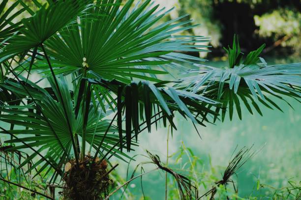 istock Tropical landscape of the river side. 1313430308
