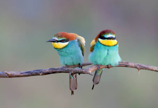 istock The beauty of spring bee-eaters 1313430422