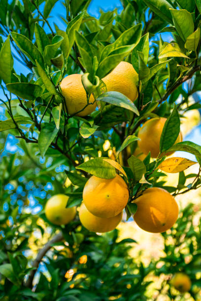 istock Oranges branch with green leaves on tree 1313430740
