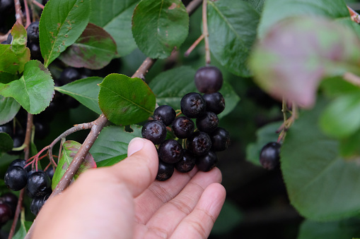 Close-up shot of an unrecognizable Asian woman picking wild blueberries in the forest.