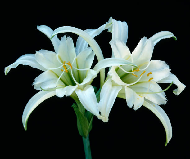 Spider lily White flower of spider lily Hymenocallis x festalis spider lily stock pictures, royalty-free photos & images
