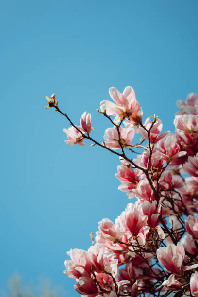 istock Beautiful Blooming Pink Magnolia Tree Against Sky 1313432042