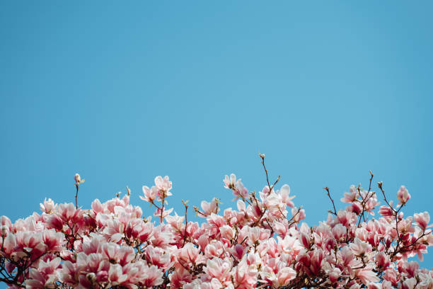 Beautiful Blooming Pink Magnolia Tree Against Sky