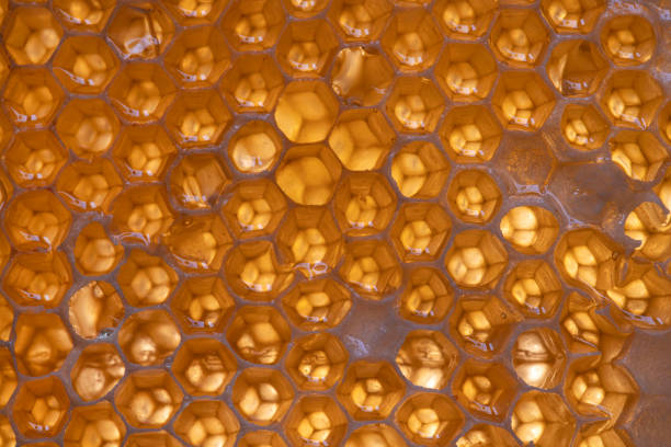 istock Honeycomb texture and honey 1313432345