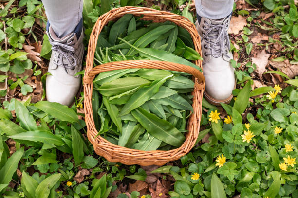 Wicker basket with harvested wild garlic Harvested ramson leaves in wicker basket. Top view at basket, wild garlic herbs and female feet in boots. Picking fresh bear leek in forest wild garlic leaves stock pictures, royalty-free photos & images