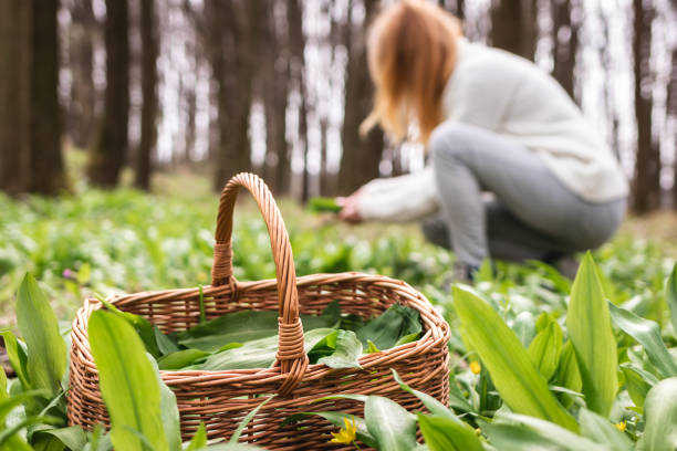 cesta de mimbre con hojas de ajo silvestre cosechadas en el bosque. mujer desenfocada recogiendo hierba de ramsón - herbal medicine nature ramson garlic fotografías e imágenes de stock