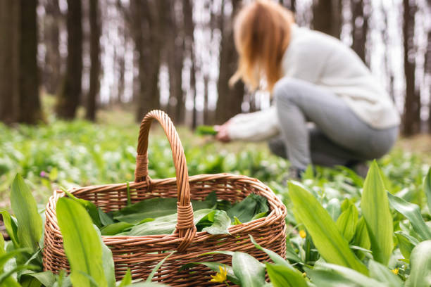 wicker basket with harvested wild garlic leaves in woodland. defocused woman picking ramson herb - herbal medicine nature ramson garlic imagens e fotografias de stock
