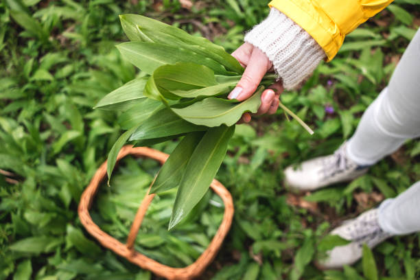 feuilles sauvages d’ail (allium ursinum) dans la main femelle - herbal medicine nature ramson garlic photos et images de collection