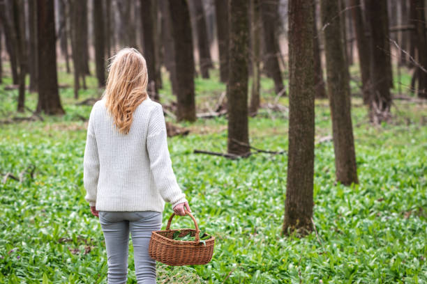 Woman harvesting wild garlic in forest at springtime
