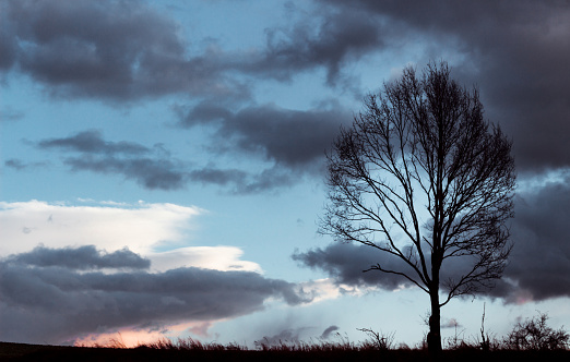 tree silhouette on the background of the rainy clouds