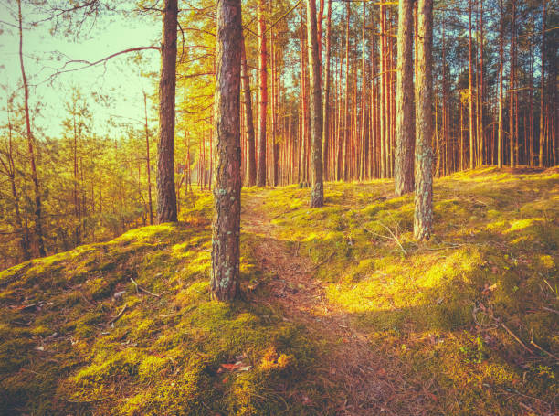 istock Lane Way Through Green Coniferous Forest With Pines Trees 1313434926