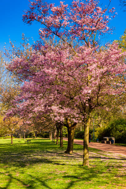 istock shot of cherry blossom. Cherry Tree In Spring 1313435135