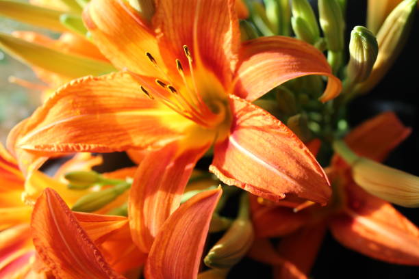 istock flowers orange lilies on background 1313435841