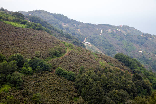 Hazelnut orchards in Ordu city