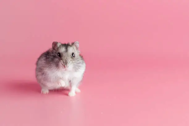 hamster dzhungarik on a pink background, copy space. High quality photo