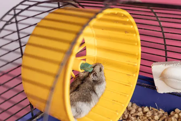 Dzhungarik hamster runs in a wheel on a pink background. High quality photo