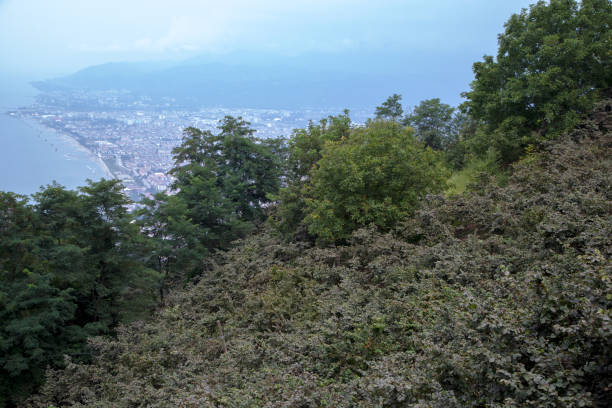 Hazelnut trees, Black Sea and Ordu city view