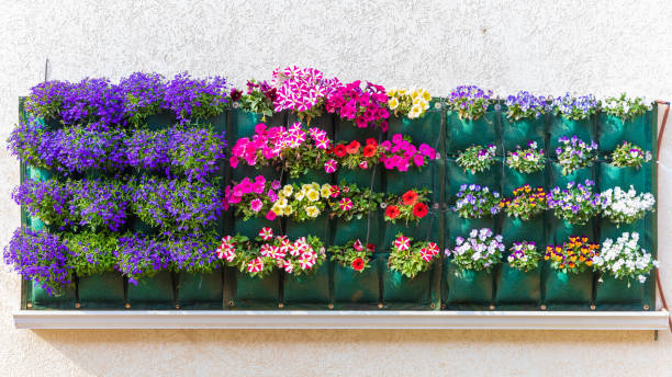 istock Petunias and other different small flowers on a wall 1313437360