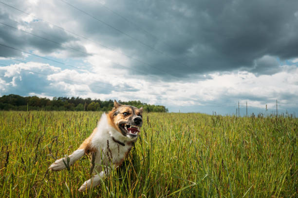 istock Angry Aggressive Mad Dog Running Outdoors In Green Meadow On Camera 1313437483