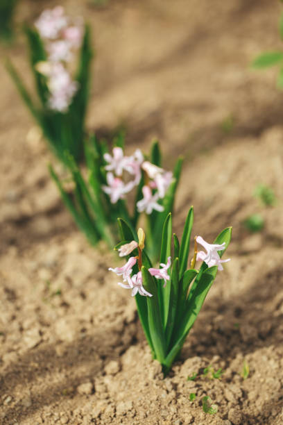 bellissimi fiori di giacinto rosa in un giardino primaverile. fiori in fiore primaverili. - nature selective focus green vertical foto e immagini stock