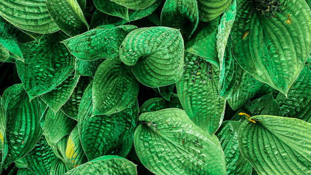 istock closeup tropical green leaves texture and dark tone process 1313437875
