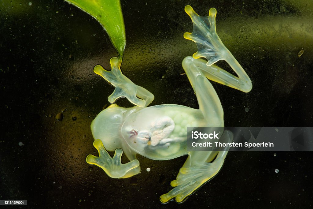 Glass frog Glass frog on glass photographed from the bottom Glass Frog Stock Photo