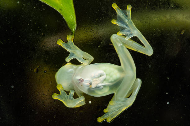 Glass frog Glass frog on glass photographed from the bottom glass frog stock pictures, royalty-free photos & images