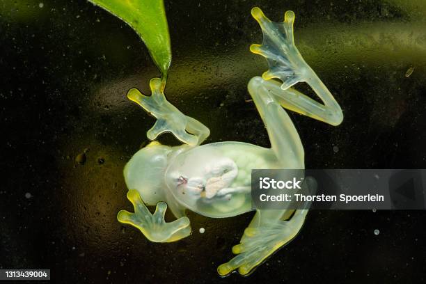 Glass Frog Stock Photo - Download Image Now - Glass Frog, Amphibian, Animal