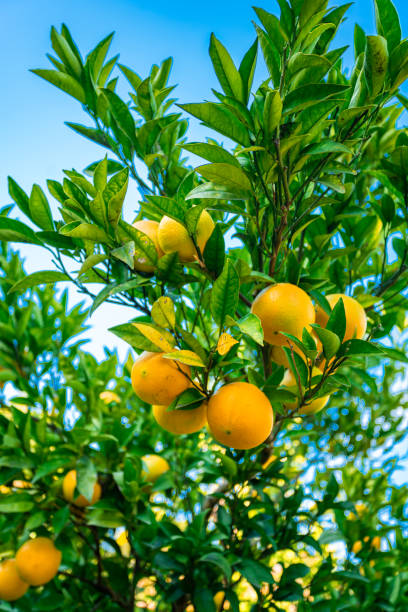 istock Oranges branch with green leaves on tree 1313439315
