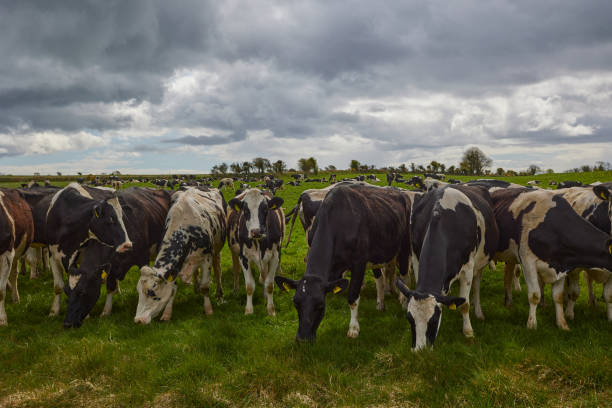 istock herd of cows staring at the camera. Irish rural scene 1313439340