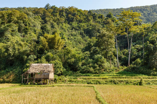 бамбуковая хижина на рисовом поле. - laos hut southeast asia shack стоковые фото и изображения