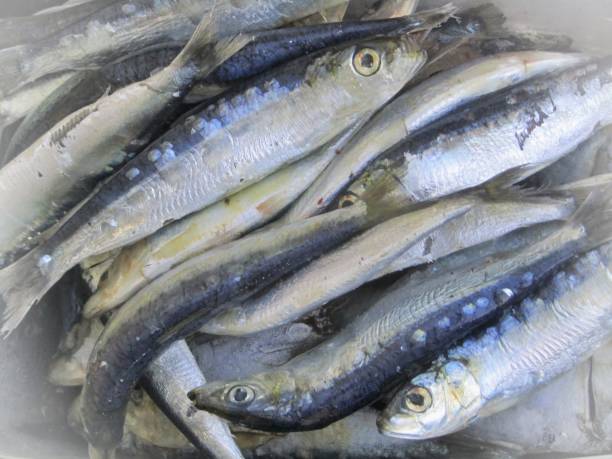 istock Ocean fishing 1313440862