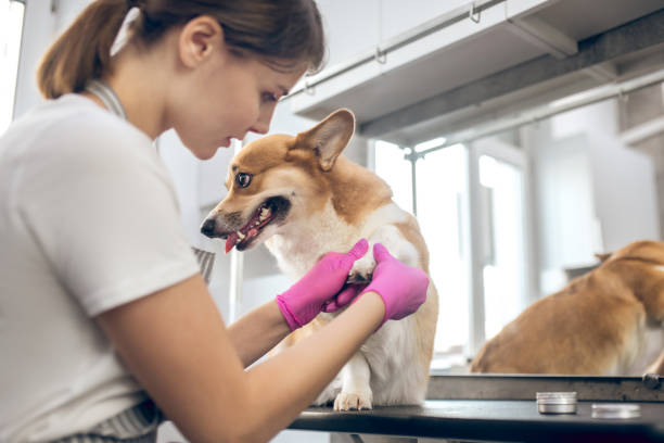 istock Pets groomer working in asalon and looking involved 1313441519