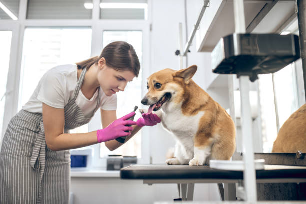 istock Pets groomer working in asalon and looking involved 1313441582