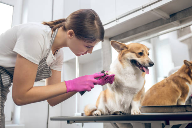 istock Pets groomer working in asalon and looking involved 1313441602