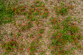 red poppy field in hungary