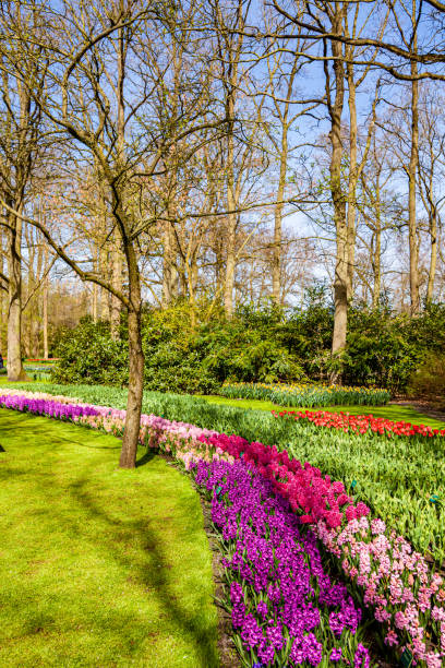 istock Blooming flowering tree in local park 1313442595