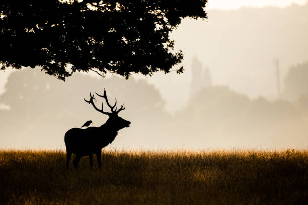 istock Red deer stag and Jackdaw in silhouette in a park 1313442916