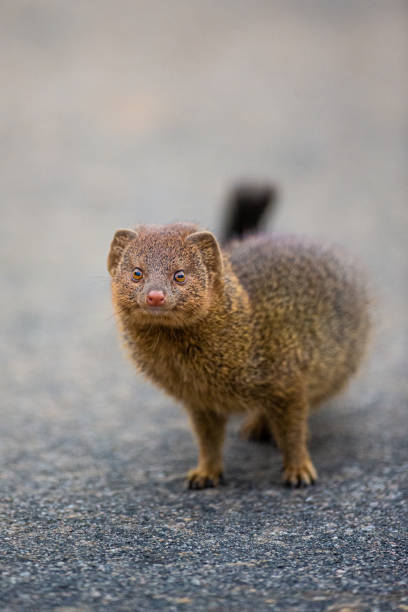 istock Slender Mongoose running along a tarred road 1313442919
