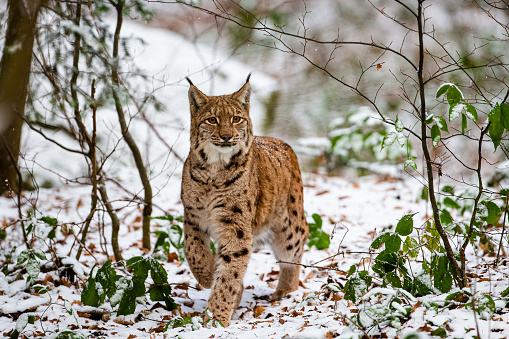 Bobcat (Lynx rufus) is a North American mammal of the cat family Felidae, appearing during the Irvingtonian stage of around 1.8 million years ago, Kalispell, Montana. With a kitten.
