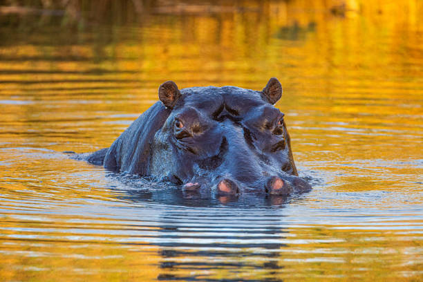 Surfacing Hippo in a waterhole in Africa