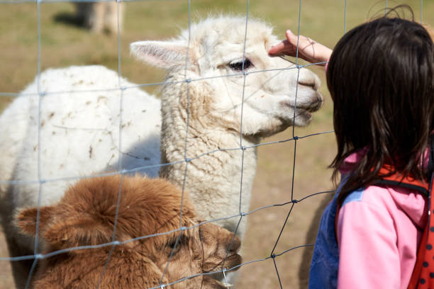 istock Girl and Alpaca 1313443537