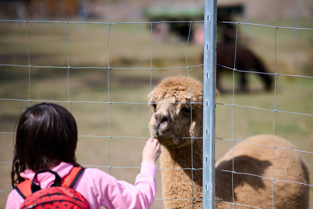 istock Girl and Alpaca 1313443554