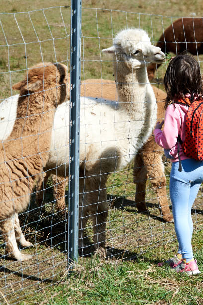 istock Girl and Alpaca 1313443621