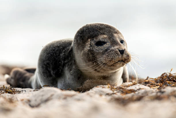 istock Seal on the beach on the Baltic Sea 1313443971