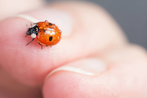 istock Macro photography ladybug on the human hand 1313445714