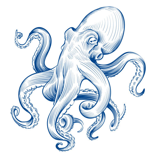 ilustraciones, imágenes clip art, dibujos animados e iconos de stock de pulpo vintage. calamar dibujado a mano grabado animal oceánico. ilustración vectorial de pulpo de aguafuerte - octopus tentacle tentacle sucker animal