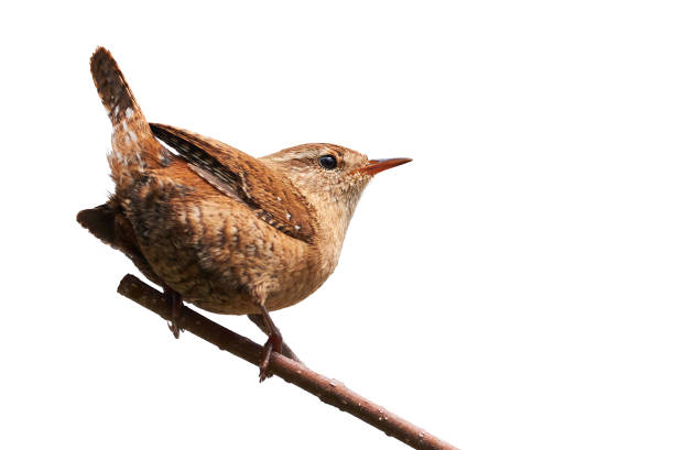 istock Eurasian Wren isolated on white background 1313445878